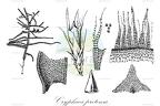 Cryphaea protensa