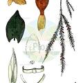 Dendrocryphaea lamyana