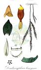 Dendrocryphaea lamyana