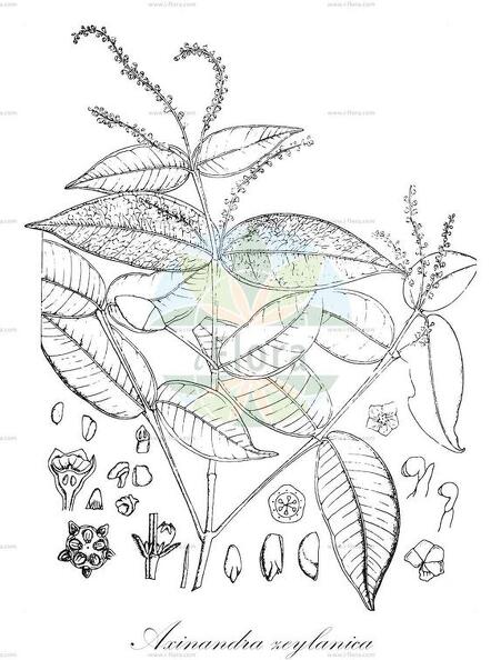 Axinandra zeylanica