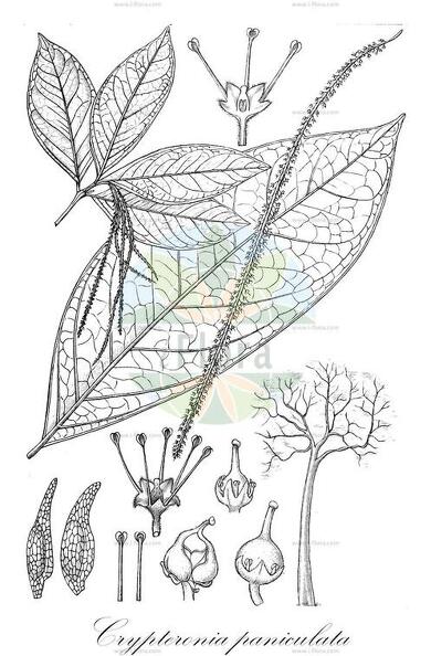 Crypteronia paniculata