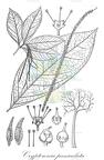 Crypteronia paniculata
