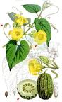 Thladiantha dubia