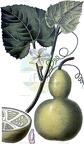 Lagenaria siceraria