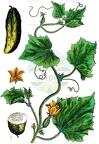 Cucumis sativus