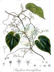Sicyos edulis