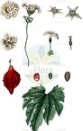 Momordica balsamina