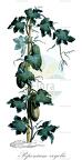 Peponium vogelii