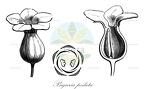 Psiguria pedata