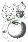 Alsomitra macrocarpa