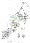 Blastania cerasiformis