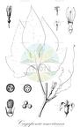Cayaponia americana