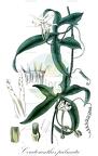 Ceratosanthes palmata