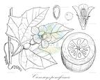 Cionosicys pomiformis