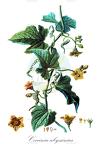 Coccinia abyssinica