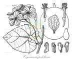 Cogniauxia podolaena