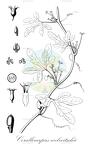 Corallocarpus welwitschii