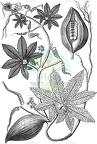 Cyclanthera pedata