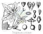 Dactyliandra welwitschii