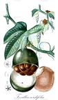 Fevillea cordifolia