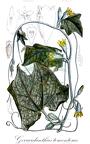 Gerrardanthus tomentosus