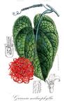 Gurania malacophylla