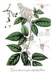 Gynostemma pentaphyllum