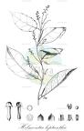 Helmontia leptantha