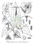 Herpetospermum darjeelingense