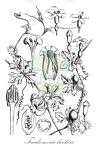 Trochomeria hookeri