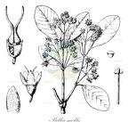 Pullea mollis