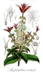 Acrophyllum australe