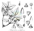 Aistopetalum multiflorum