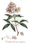 Ceratopetalum gummiferum