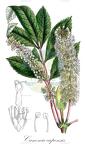 Cunonia capensis