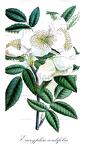 Eucryphia cordifolia
