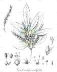 Vesselowskya rubifolia