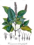 Weinmannia heterophylla