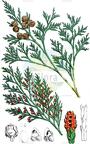 Chamaecyparis lawsoniana