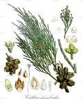 Callitropsis nootkatensis