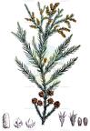 Cryptomeria japonica