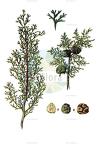 Cupressus sempervirens