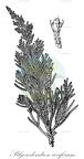 Pilgerodendron uviferum