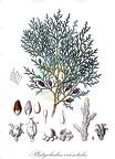 Platycladus orientalis