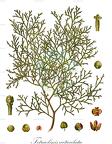 Tetraclinis articulata