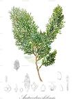 Austrocedrus chilensis