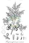 Hesperocyparis goveniana