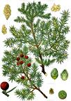 Juniperus oxycedrus