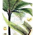 Sphaeropteris medullaris