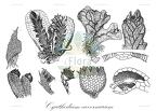 Cyathodium cavernarum